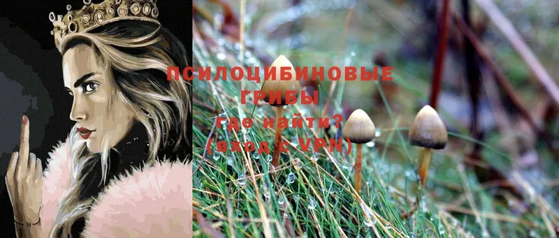 Псилоцибиновые грибы Psilocybine cubensis  Покачи 